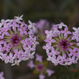 Pimelea rosea